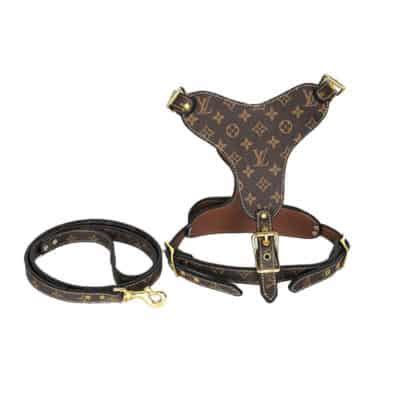 gucci pitbull harness